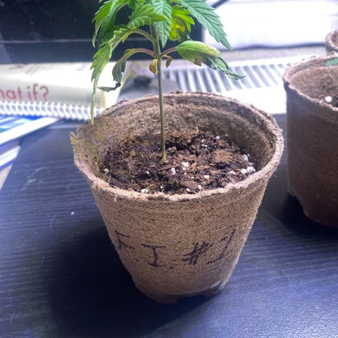 Fucking Increadible-1 growlog timeline photo
