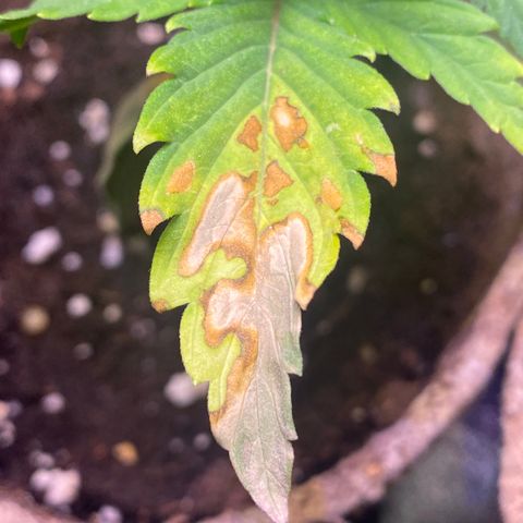 AK47-1 growlog photo: Dry blotches