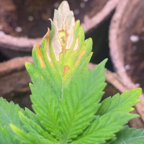 AK47-1 growlog photo: Dry blotches