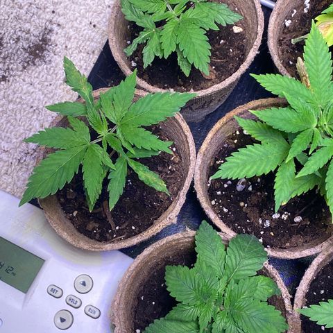 AK47-1 growlog photo: I suspect AK1 and FI3 (bottom left to right) were switched at birth.