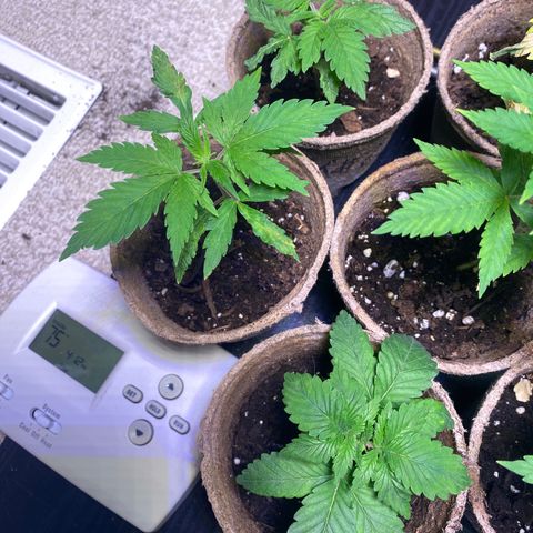 AK47-1 growlog photo: I suspect AK1 and FI3 (bottom left to right) were switched at birth.