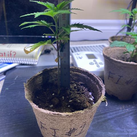 Fucking Increadible-1 growlog timeline photo
