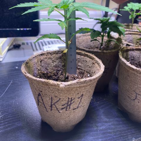AK47-1 growlog timeline photo