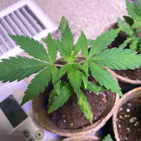 AK47-1 growlog timeline photo