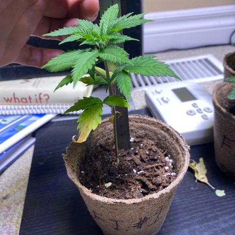 Fucking Increadible-1 growlog timeline photo