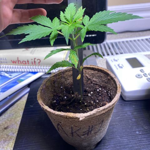 AK47-1 growlog timeline photo