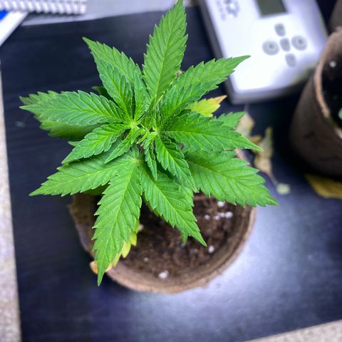 Fucking Increadible-1 growlog timeline photo