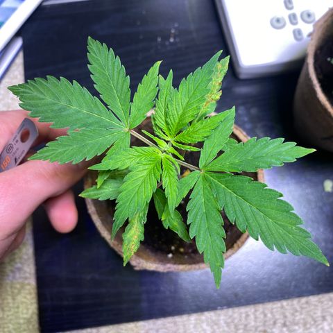 AK47-1 growlog timeline photo