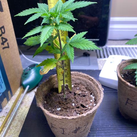 Fucking Increadible-1 growlog timeline photo