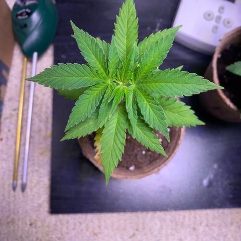 Fucking Increadible-1 growlog timeline photo