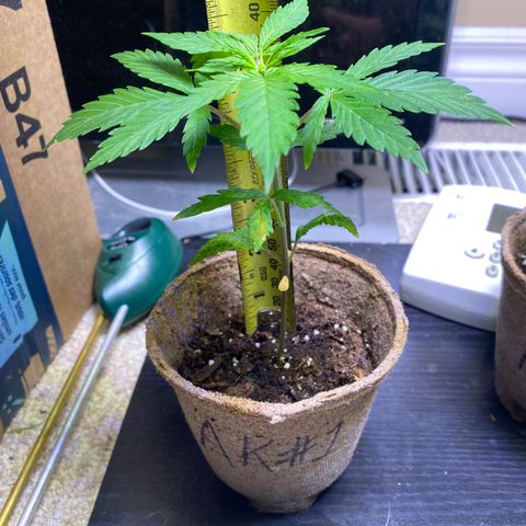 AK47-1 growlog timeline photo