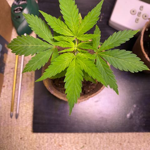 AK47-1 growlog timeline photo