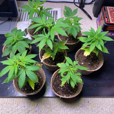 AK47-1 growlog timeline photo