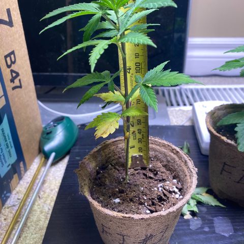 Fucking Increadible-1 growlog timeline photo