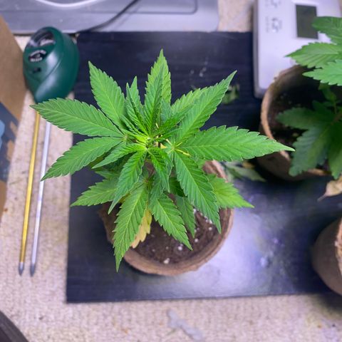 Fucking Increadible-1 growlog timeline photo