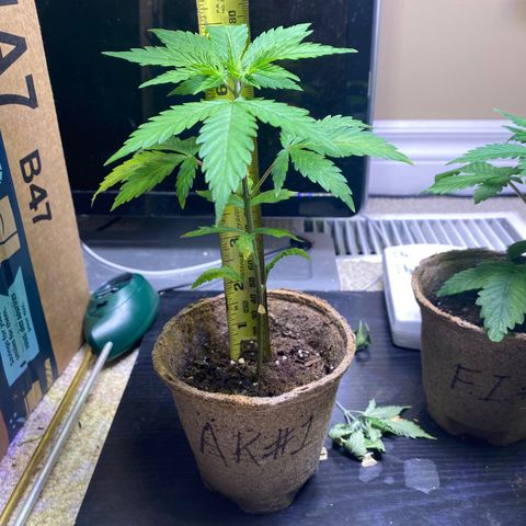 AK47-1 growlog timeline photo