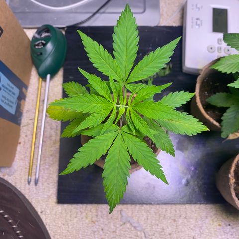 AK47-1 growlog timeline photo