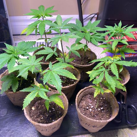 AK47-1 growlog timeline photo