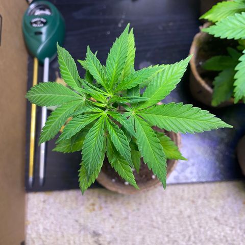 Fucking Increadible-1 growlog timeline photo