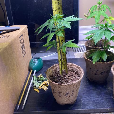 Fucking Increadible-1 growlog timeline photo