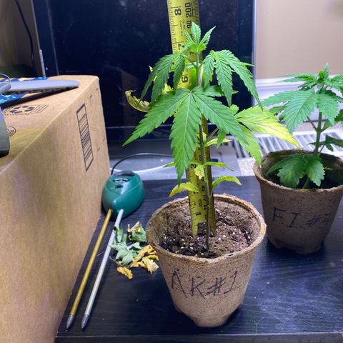 AK47-1 growlog timeline photo