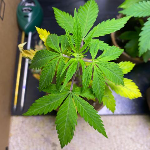 AK47-1 growlog timeline photo