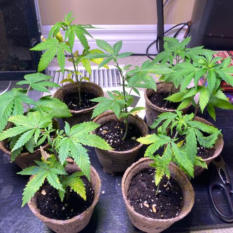 AK47-1 growlog timeline photo