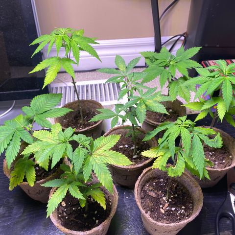 AK47-1 growlog timeline photo