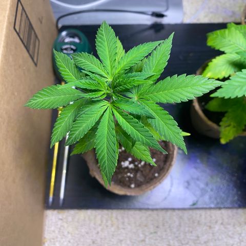 Fucking Increadible-1 growlog timeline photo