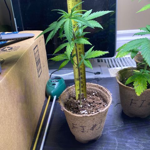 Fucking Increadible-1 growlog timeline photo