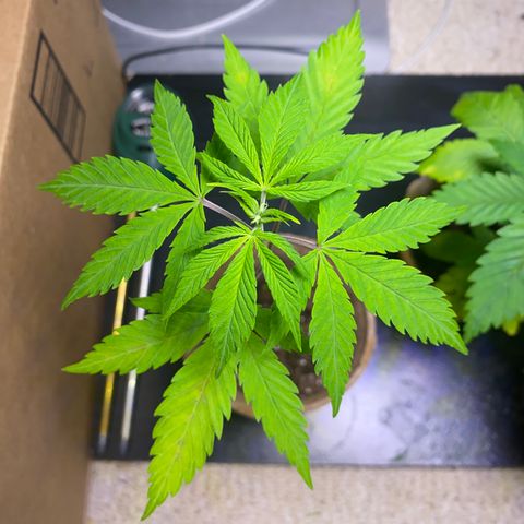 AK47-1 growlog photo: I still think this is FI-3...