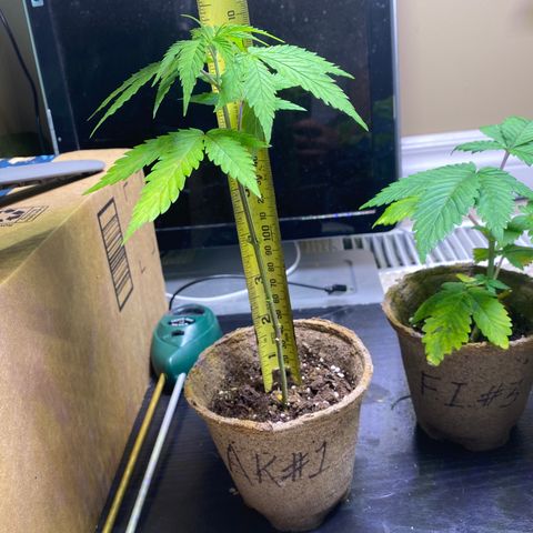 AK47-1 growlog photo: I still think this is FI-3...