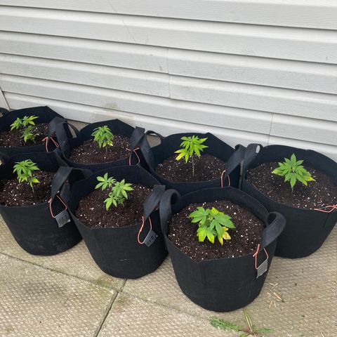 AK47-1 growlog timeline photo