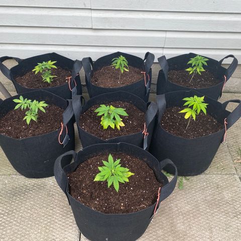 AK47-1 growlog timeline photo