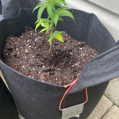 Fucking Increadible-1 growlog timeline photo