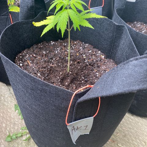 AK47-1 growlog timeline photo