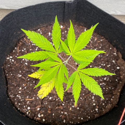 AK47-1 growlog timeline photo