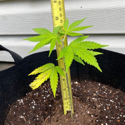 AK47-1 growlog timeline photo
