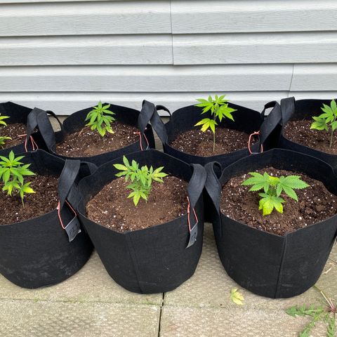 AK47-1 growlog timeline photo