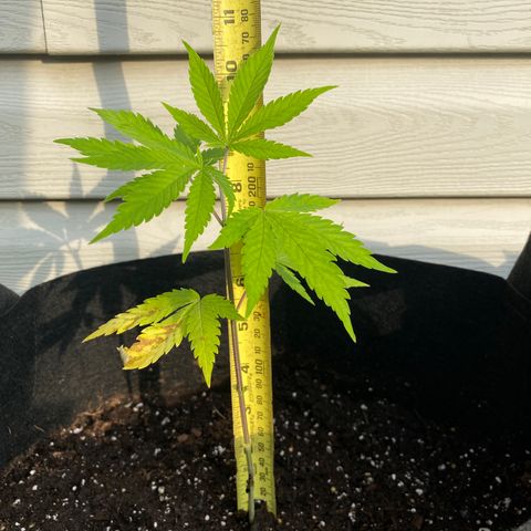AK47-1 growlog timeline photo