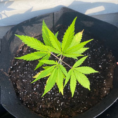 AK47-1 growlog timeline photo