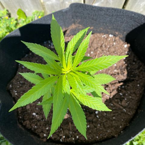 Fucking Increadible-1 growlog timeline photo