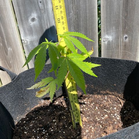 AK47-1 growlog timeline photo