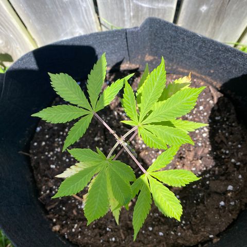 AK47-1 growlog timeline photo