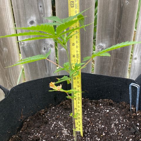 AK47-1 growlog timeline photo