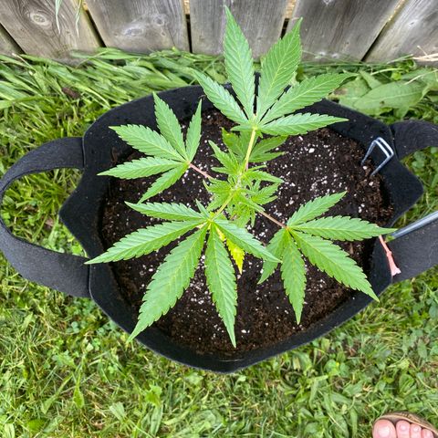 AK47-1 growlog timeline photo