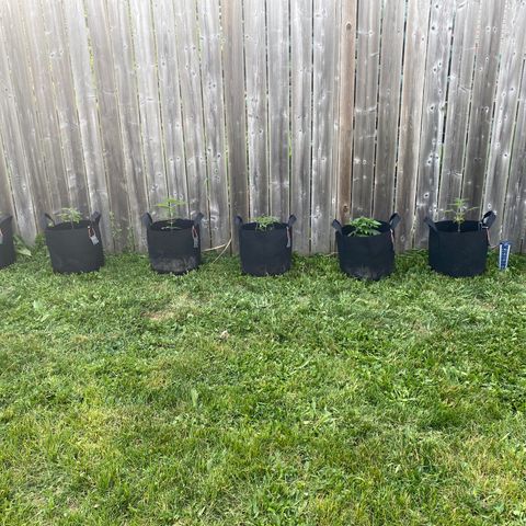 AK47-1 growlog timeline photo
