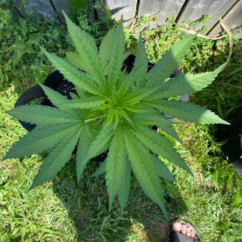 Fucking Increadible-1 growlog timeline photo