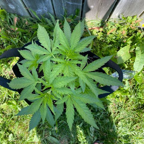 AK47-1 growlog timeline photo