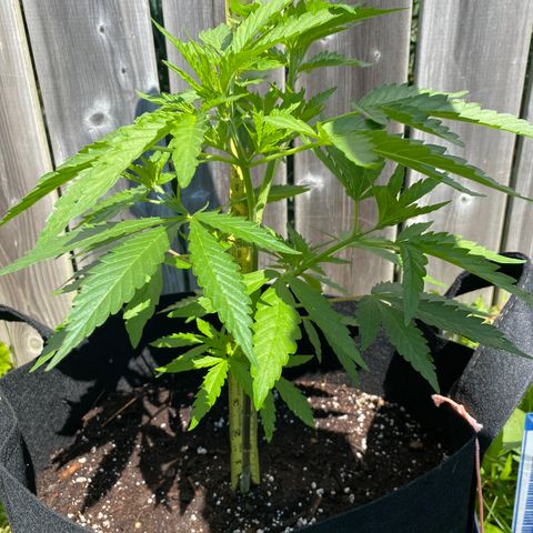 AK47-1 growlog timeline photo